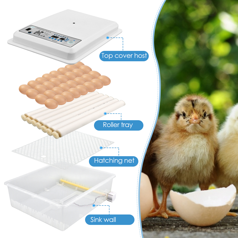 Chicken Egg Incubator | Hatching Chicken Eggs