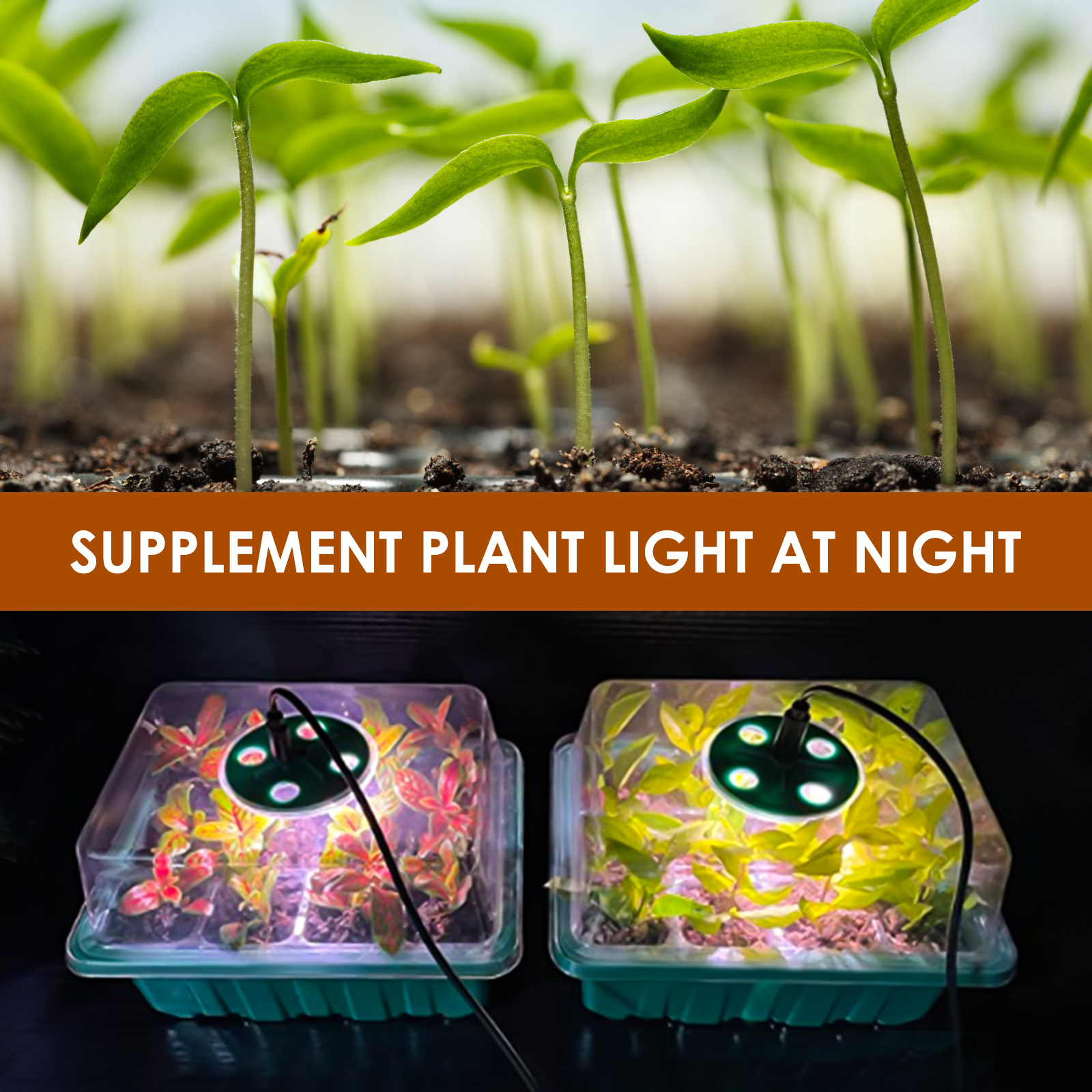 DUOLAM Lot de 5 Plateaux de Germination avec lumière, Mini Serre pour Semis, Spectre Complet avec contrôleur de minuterie Luminosité réglable, 10 étiquettes et Gants, Culture de graines de Plantes