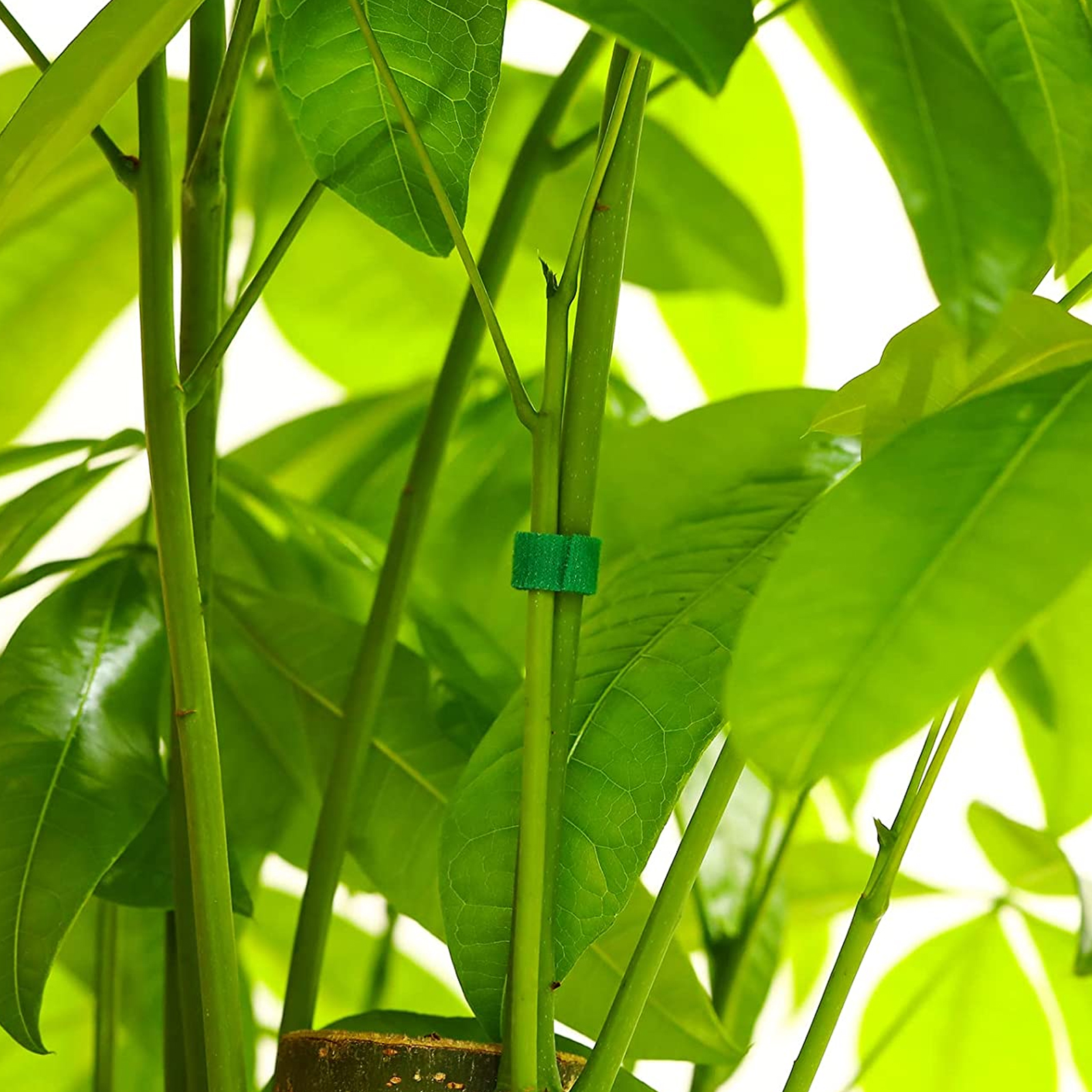 Lien Pour Plantes Grimpantes Windhager 50m - Vert - Support Escalade Jardin